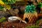 Preview: Exo Terra Tiki Kokosnuss-Wassernapf